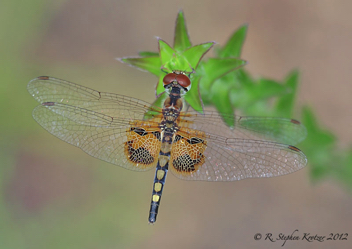 Celithemis amanda, female